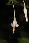 Southern mountain cranberry